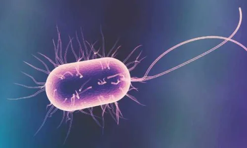 تجربتي مع البكتيريا النافعة