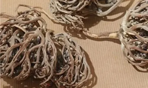 متى تشرب عشبة كف مريم للحمل؟