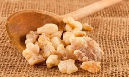 اكتشف فوائد اللبان الذكر للصدر