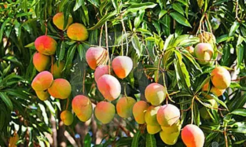 كيف تجعل شجرة المانجو تثمر؟