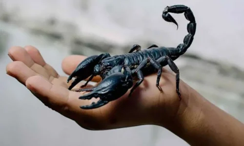 تعرف على تفسير حلم العقرب الأسود للمطلقه لابن سيرين