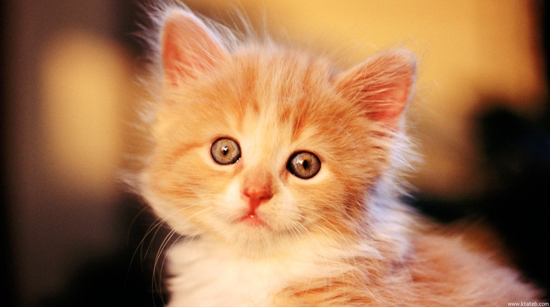 أهم تفسيرات رؤية القط في المنام لابن سيرين