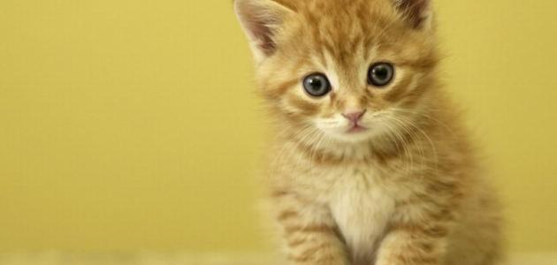 أهم تفسيرات رؤية بول القطط في المنام لابن سيرين