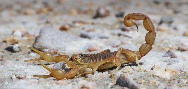 ما هو تفسير رؤية عقربين في المنام لابن سيرين