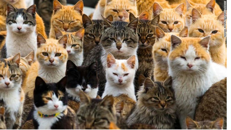 تعرف على تفسير رؤية الكثير من القطط في المنام لابن سيرين