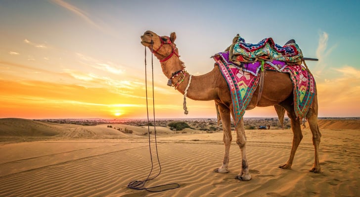 ما هو تفسير رؤية اكل الجمل في المنام لابن سيرين