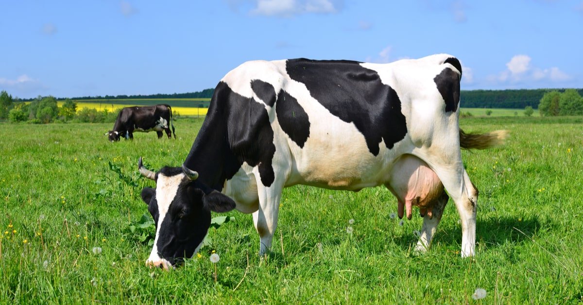 ما تفسير حلم البقرة في المنام لابن سيرين