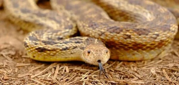 تعرف على تفسير رؤيه الثعابين في المنام لابن سيرين