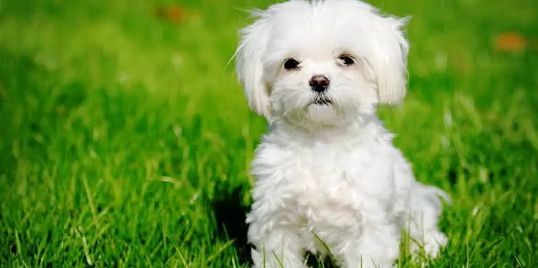 اعرف أكثر عن تفسير رؤية الكلب الأبيض في المنام لابن سيرين