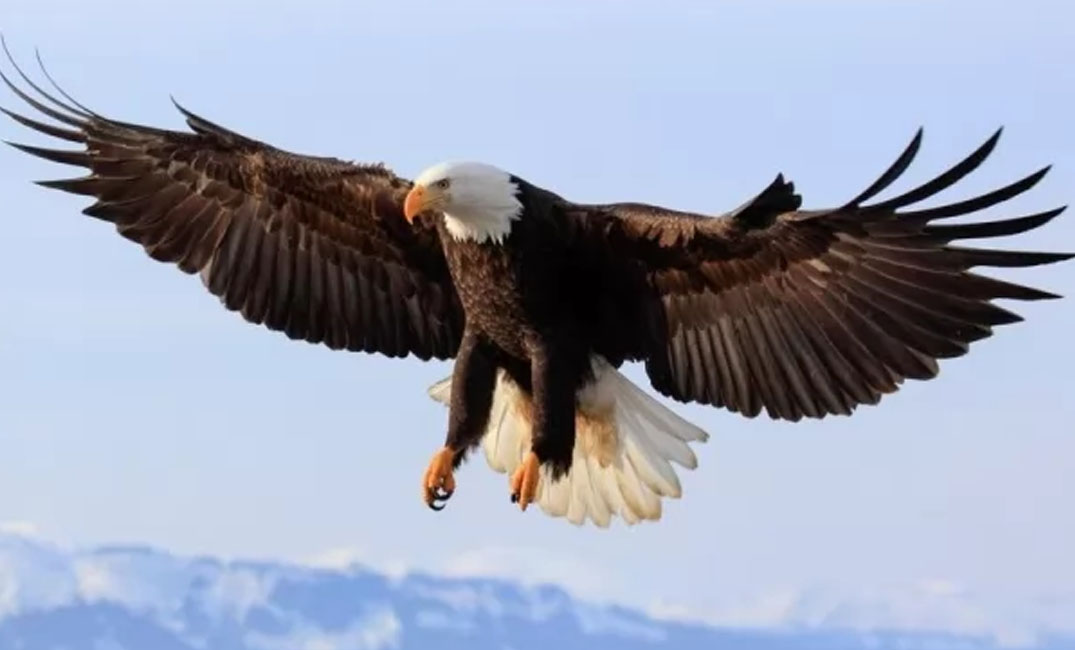 أهم 20 تفسير لحلم النسر لابن سيرين والنابلسي