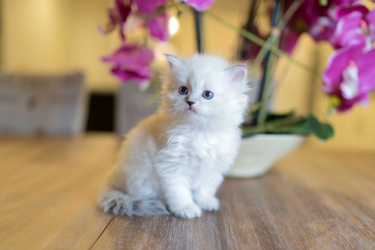 تعرف على تفسير رؤيه القط الابيض في المنام لابن سيرين