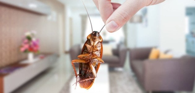 أهم تفسيرات رؤية اكل الصرصور في المنام لابن سيرين