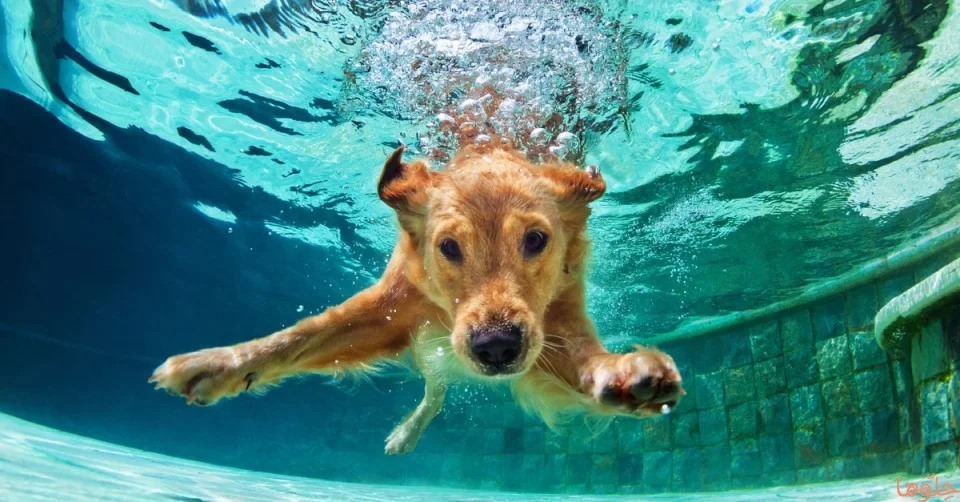 تعرف على تفسير رؤيا الكلب في المنام لابن سيرين