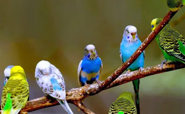 ما تفسير حلم الطير في المنام لابن سيرين