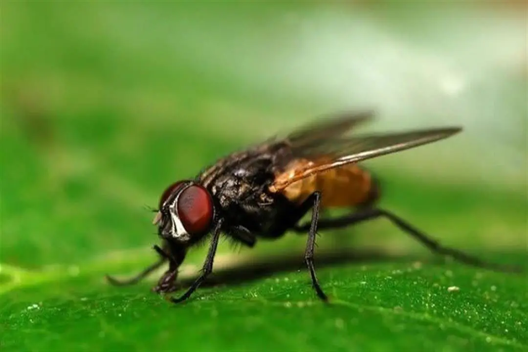 اعرف أكثر عن تفسير رؤيه الذباب في المنام لابن سيرين