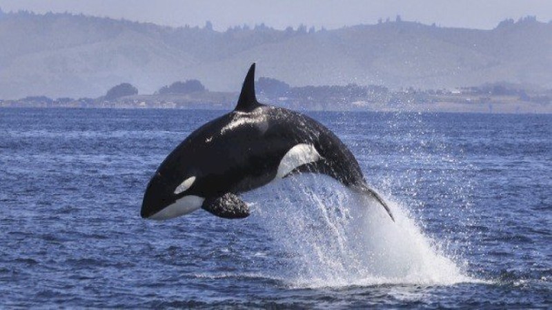 اعرف أكثر عن تفسير حلم الحوت في المنام لابن سيرين