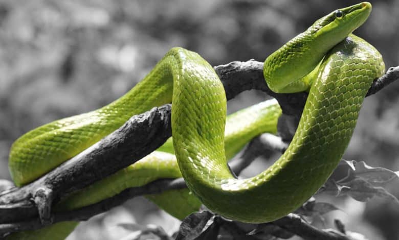 تعرف على تفسير رؤية الافعى الخضراء في المنام لابن سيرين