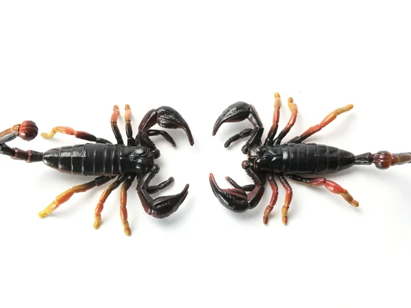 تأويلات ابن سيرين لتفسير حلم عقرب صفراء للمتزوجة