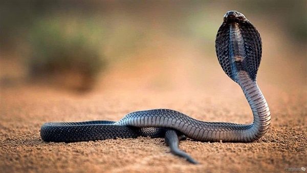 ما تفسير حلم الكوبرا في المنام لابن سيرين