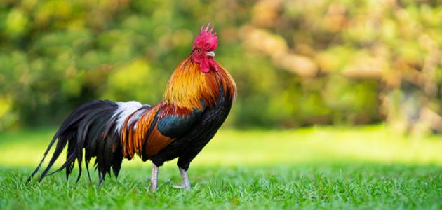 ما هو تفسير رؤية الديك في المنام لابن سيرين