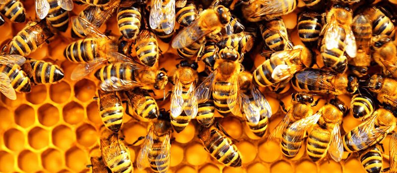 أهم تفسيرات رؤية خلية نحل في المنام لابن سيرين