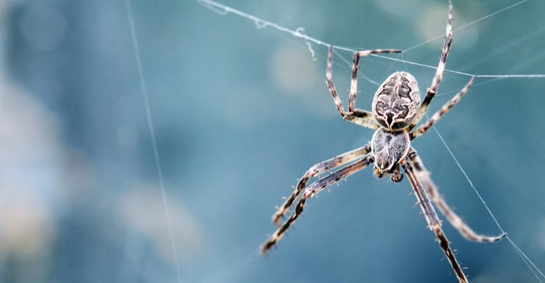 ما تفسير معنى العنكبوت في المنام لابن سيرين