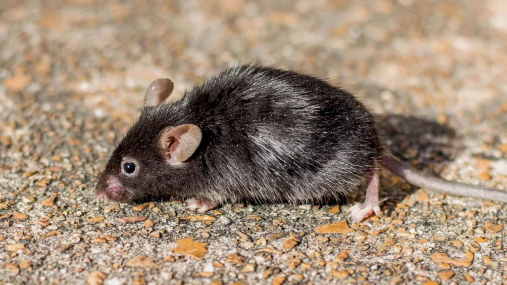 أهم تفسيرات رؤية الفأر الأسود في المنام لابن سيرين