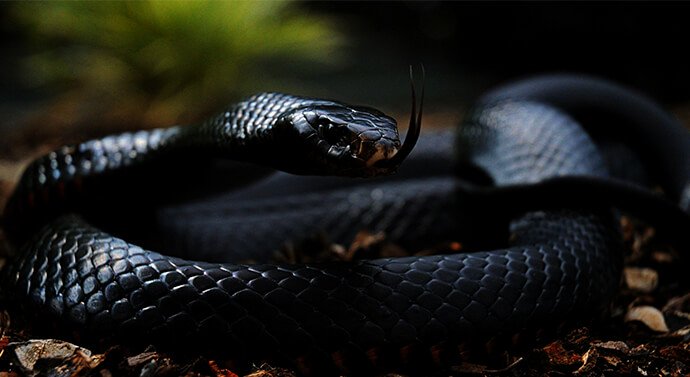 ما تفسير حلم الأفعى في المنام لابن سيرين