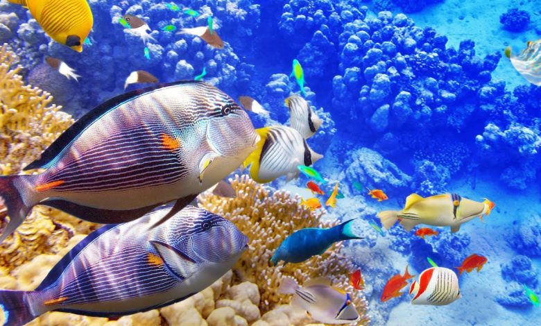 اعرف تفسير رؤية السمكه في المنام لابن سيرين