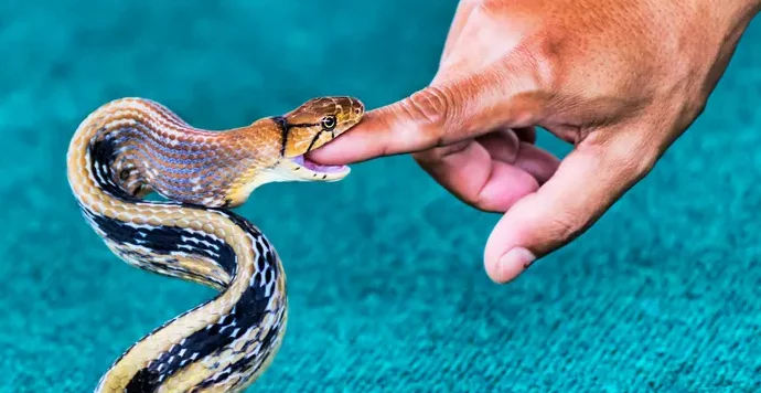 اعرف أكثر عن تفسير حلم لدغة الثعبان في اليد بدون ألم لابن سيرين