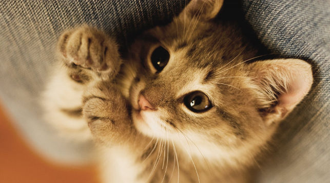 تأويلات ابن سيرين لرؤية ذبح القطة في المنام