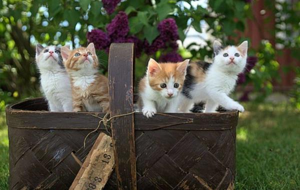 تأويلات ابن سيرين لرؤية طرد القطط في المنام للرجل