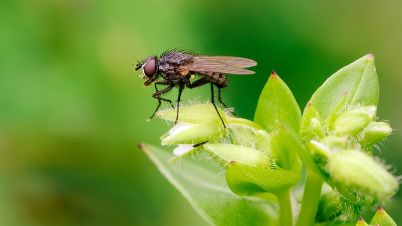 ما هو تفسير رؤية الذباب في المنام لابن سيرين