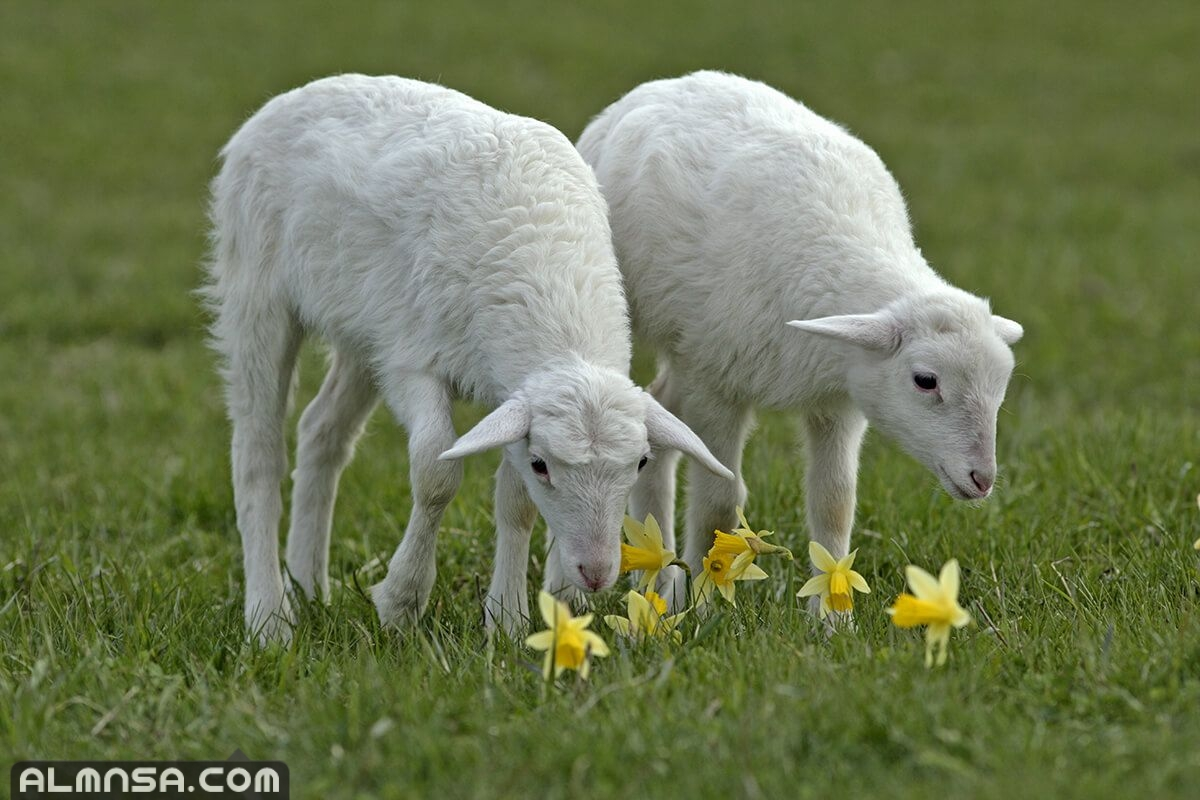 تعرف على تفسير رؤية ذبح الخروف في المنام لابن سيرين