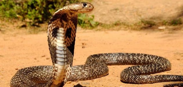 أهم 20 تفسير رؤية الثعبان في المنام لابن سيرين