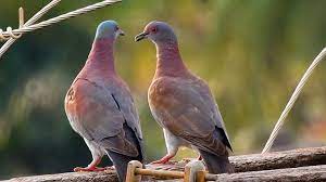 تفسير حلم الحمام في المنام للعزباء لأكبر المفسرين