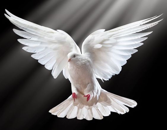 تفسير رؤية الحمام في المنام للمتزوجة لابن سيرين