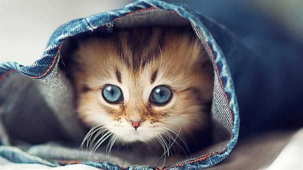 اعرف اكثر عن تفسير رؤية القطط في المنام للرجل لابن سيرين