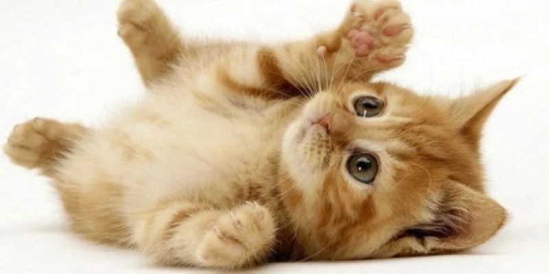 تفسير رؤية القطة المقتولة في المنام لابن سيرين