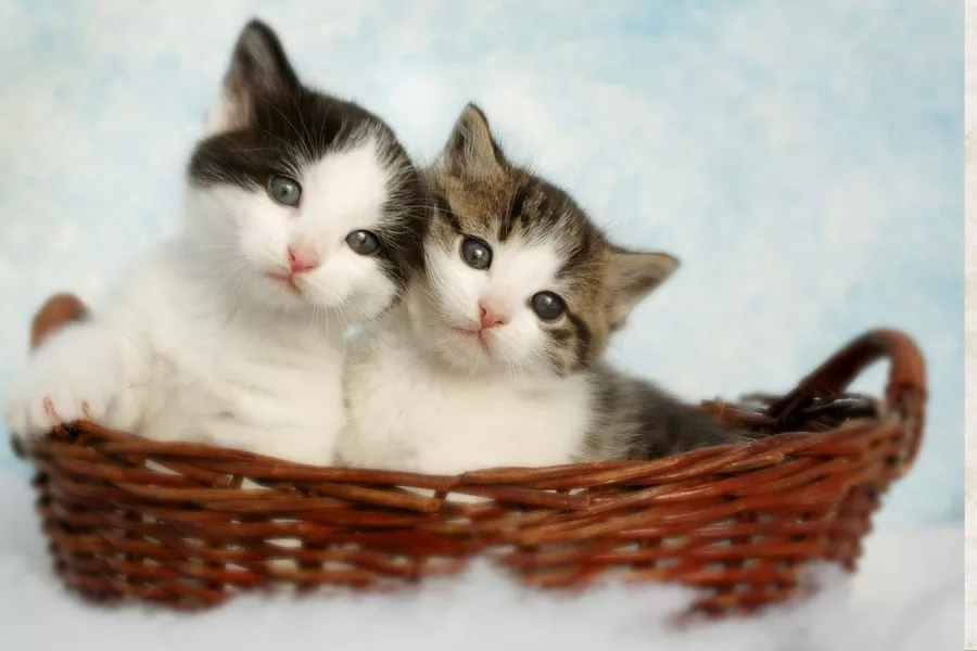 ما هو تفسير رؤية القط في المنام للعزباء لابن سيرين