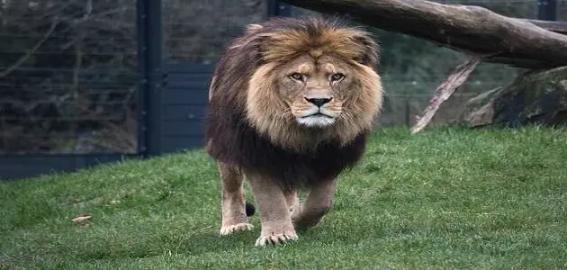 تفسير حلم الأسد يهاجمني لابن سيرين