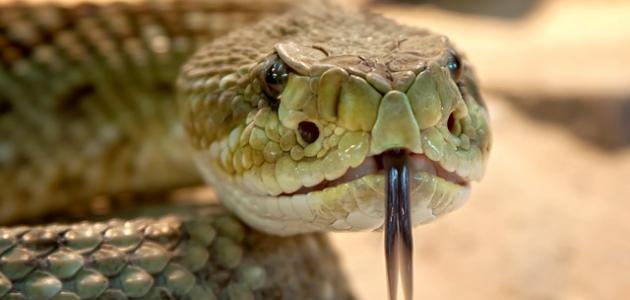 ما هو تفسير رؤية الافعى في المنام لابن سيرين