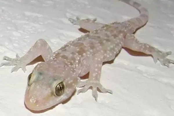 اعرف اكثر عن تفسير رؤية الوزغ في المنام للمتزوجة لابن سيرين