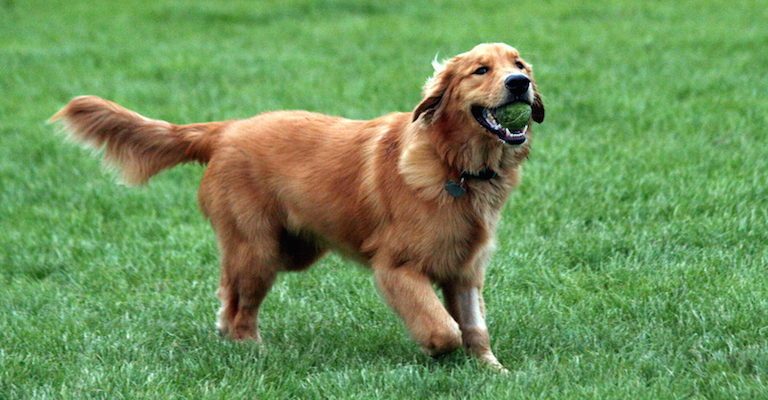 أهم 20 تفسير لرؤية الكلاب في المنام والخوف منها للمتزوجه لابن سيرين