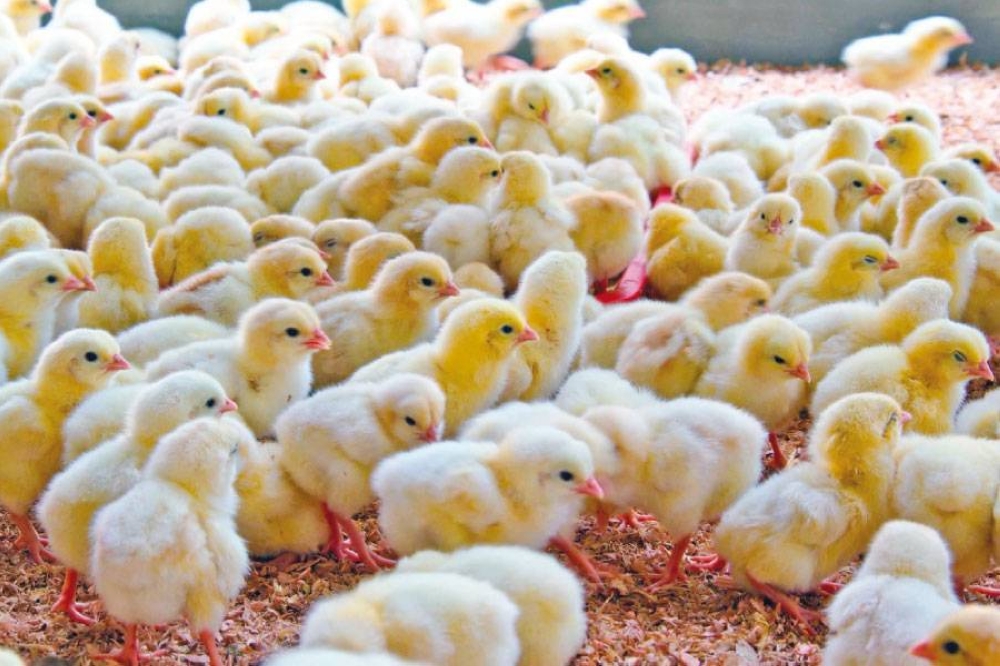 تفسير رؤية الصوص في المنام لابن سيرين