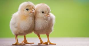 تعرف على تفسير رؤية الصيصان في المنام لابن سيرين