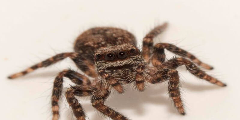 ما هو تفسير رؤية عناكب في المنام لابن سيرين