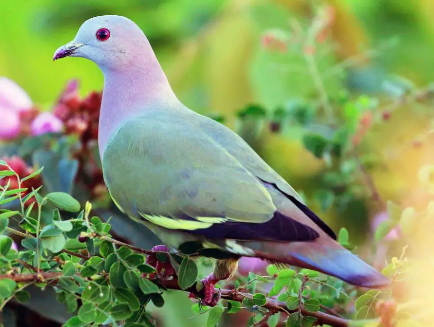 اعرف أكثر عن تفسير رؤية الحمامة في المنام للمتزوجة لابن سيرين