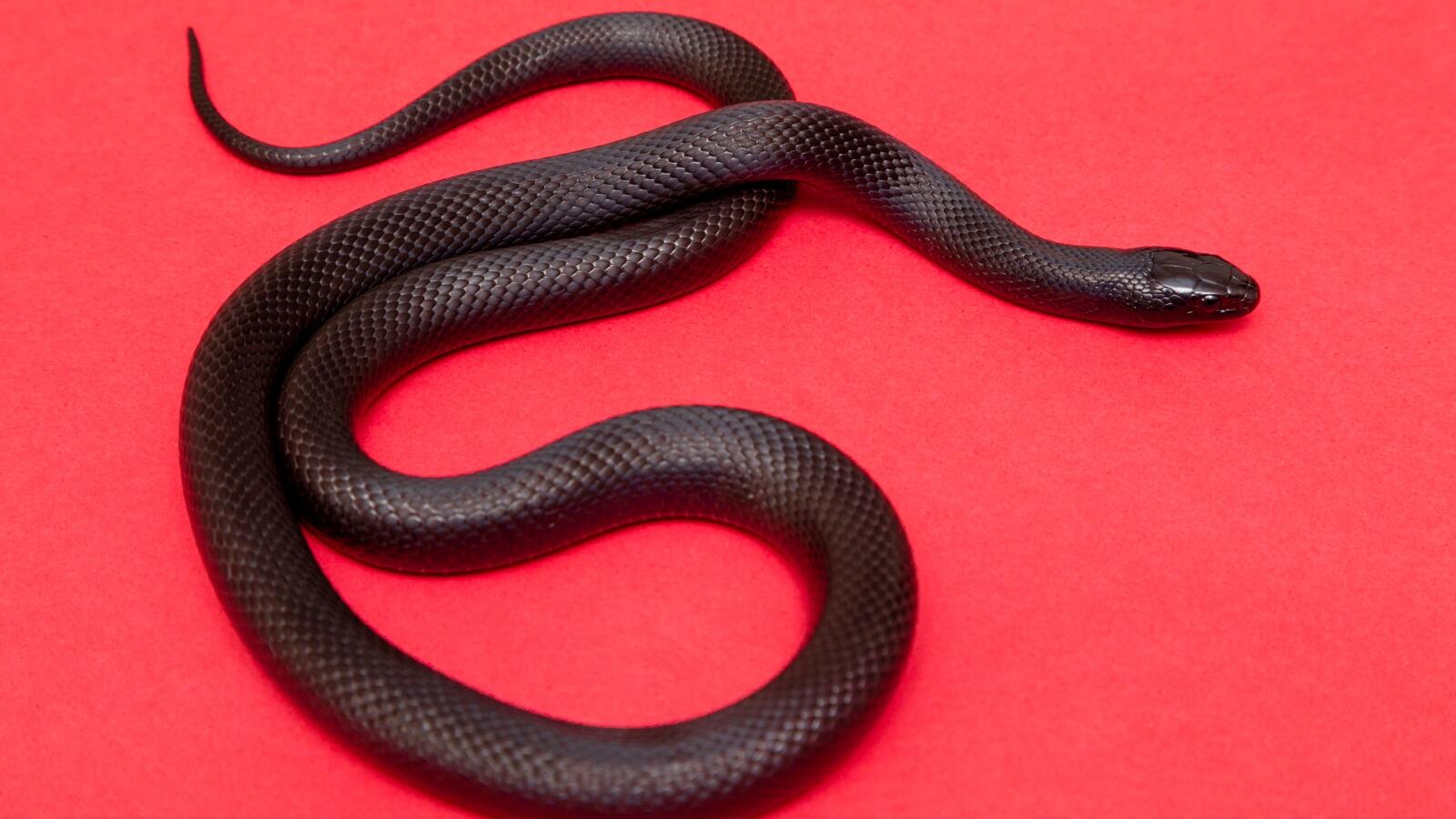 تعرف على تفسير الحلم بقتل الثعبان في المنام لابن سيرين