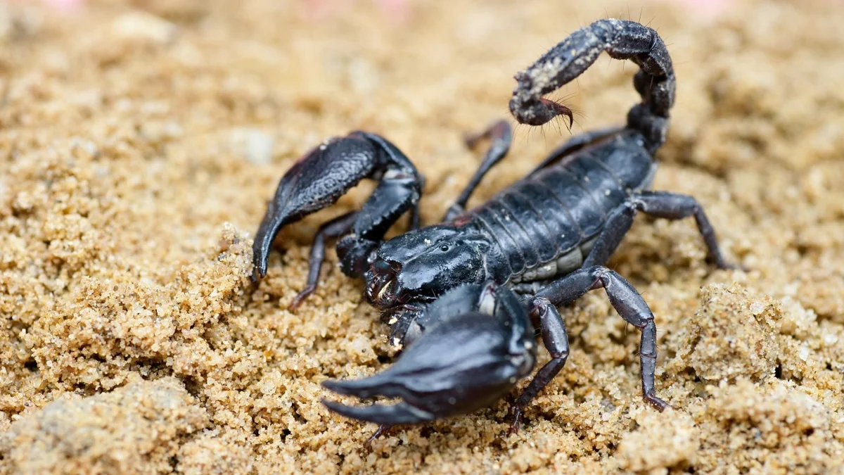 ما هو تفسير رؤية قرصة العقرب في المنام لابن سيرين